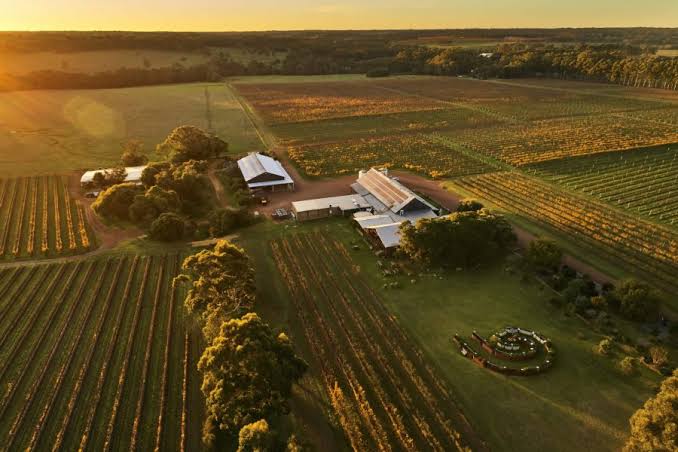 Aerial view of an Australian vineyard at sunset