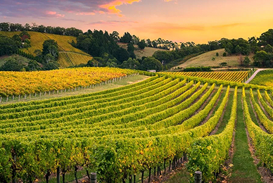 Barossa Valley