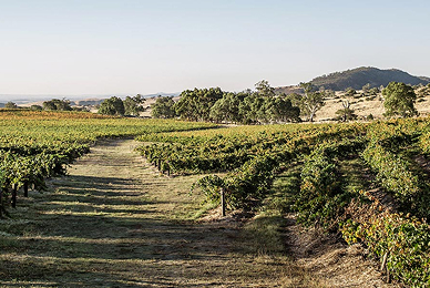 Gardners Vineyard
