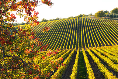 Squitchy Lane Wines