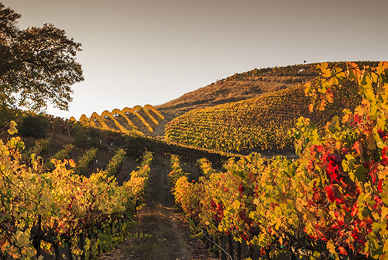 ZGK wineries
