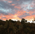 Castle Rock Estate ‘A&W’ Riesling 2023 (6 Bottles) Porongurup - Image 2