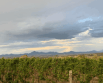 Castle Rock Estate Pinot Noir 2023 (6 Bottles) Porongurup - Image 4