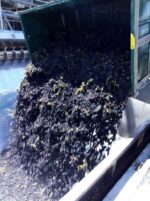 Nick Haselgrove The Old Faithful 2019 Grenache (6 Bottles) McLaren Flat - Image 5