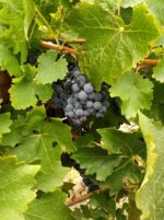 Nick Haselgrove The Old Faithful 2019 Grenache (6 Bottles) McLaren Flat - Image 4