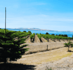 Bay of Shoals Winery 2017 Shiraz, Kangaroo Island (6 Bottles) - Image 4