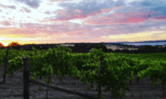 Bay of Shoals Winery 2017 Shiraz, Kangaroo Island (6 Bottles) - Image 2