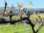 Blewitt Springs Wines Eighteen Acres McLaren Vale 2015 Shiraz (6 Bottles) Vegan Friendly - Image 3