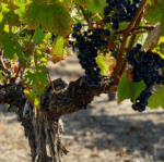 Picardy Wines Merlimont 2018 (12 Bottles) Margaret River, WA - Image 4