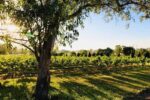 Midnight's Promise Semillon 2014 Aged Release (6 Bottles) Lovedale, Hunter Valley - Image 3