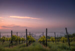 Hungerford Hill Fish Cage Hilltops Cabernet Sauvignon 2022 (12 Bottles) Hilltops Region, Boorowa - Image 3