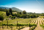 Hungerford Hill Fish Cage Hilltops Cabernet Sauvignon 2022 (12 Bottles) Hilltops Region, Boorowa - Image 2
