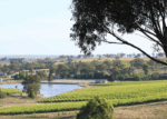 Moppity Reserve Cabernet Sauvignon 2017 (6 Bottles) Hilltops, NSW - Image 5