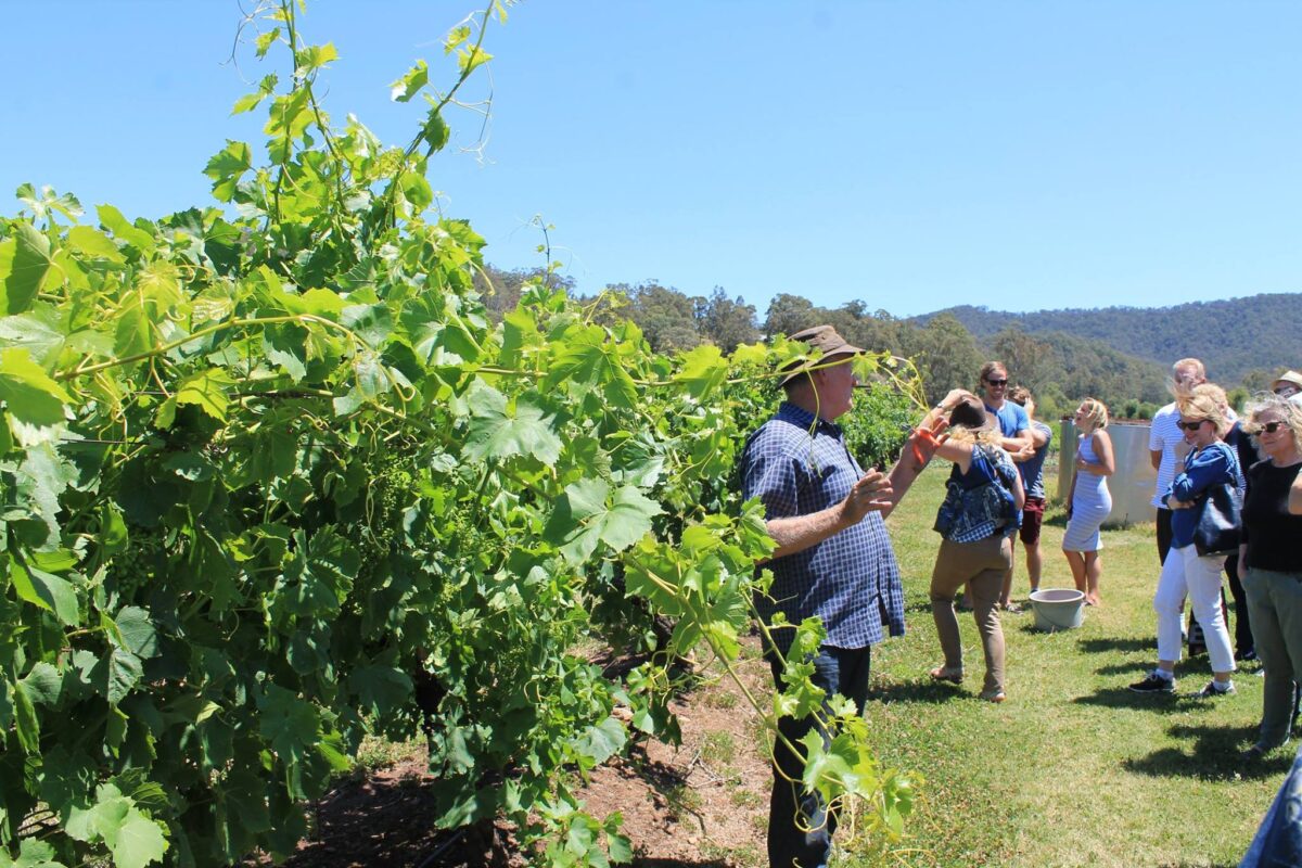Tinklers Hill Block Chardonnay 2021 (12 Bottles) Tinklers Hill - Image 4