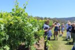 Tinklers Hill Block Chardonnay 2021 (12 Bottles) Tinklers Hill - Image 4