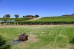 Tinklers Old Vine (1948) Shiraz (6 Bottles) Hunter Valley - Image 3