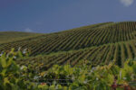 Coppabella Cuvee Prestige NV (6 Bottles) Tumbarumba - Image 2