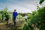 Brokenwood Tallawanta Vineyard Semillon 2019 (6 Bottles) Hunter Valley - Image 2