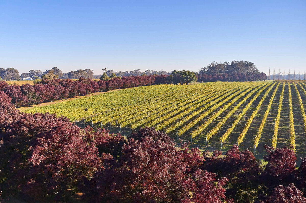 Fraser Gallop Estate Rosé 2024 (6 Bottles) Margaret River - Image 4