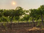 Meerea Park Late Harvest Semillon 2019 (6 Bottles) Pokolbin, Hunter Valley - Image 4