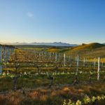 Nautilus Estate Albarino 2023 (6 Bottles) Marlborough, NZ - Image 3
