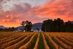 Nautilus Estate Albarino 2023 (6 Bottles) Marlborough, NZ - Image 2