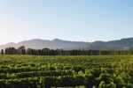 Saint Clair Family Estate Godfrey's Creek Reserve Pinot Gris (12 Bottles) Marlborough - Image 5