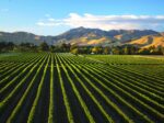Saint Clair Family Estate Godfrey's Creek Reserve Pinot Gris (12 Bottles) Marlborough - Image 3