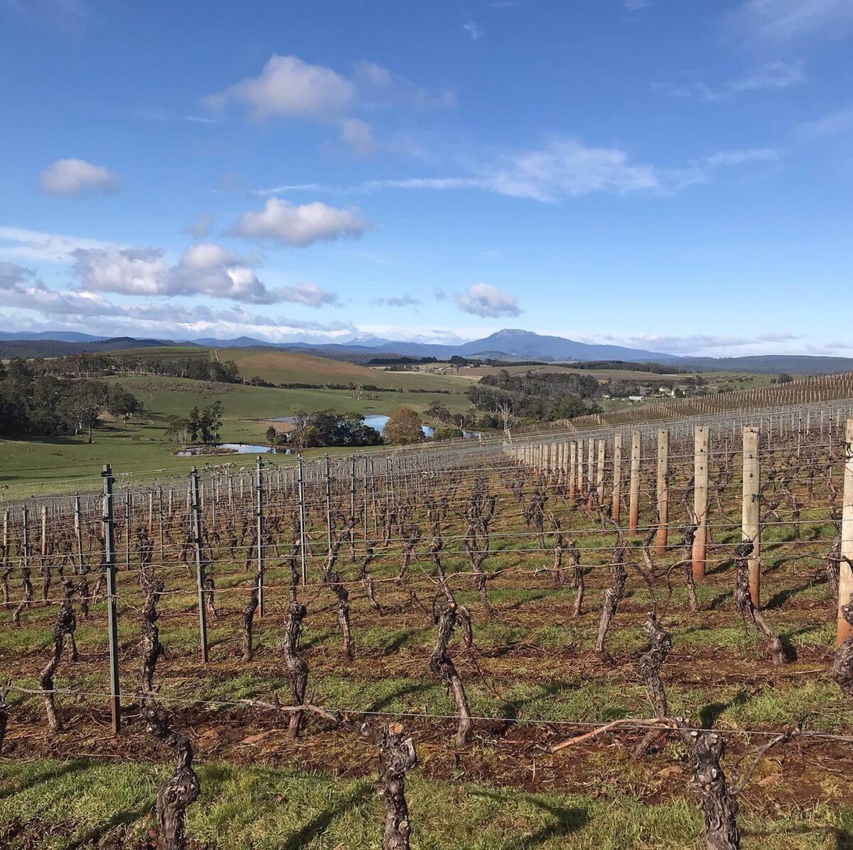 Dalrymple Vineyards Estate Pinot Noir 2023 (6 Bottles) - Image 4