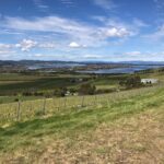Dalrymple Vineyards Estate Pinot Noir 2023 (6 Bottles) - Image 3