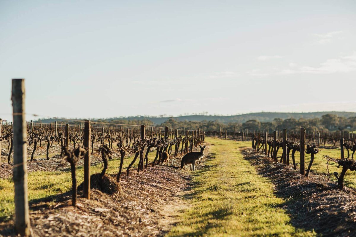 Jim Barry Wines McRae Wood Shiraz 2021 (6 Bottles) Clare Valley - Image 5