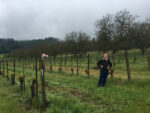 Kelley Fox ‘Momtazi Vineyard’ Pinot Noir 2015 Oregon USA (6 Bottles) - Image 5