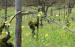 Kelley Fox ‘Momtazi Vineyard’ Pinot Noir 2015 Oregon USA (6 Bottles) - Image 4