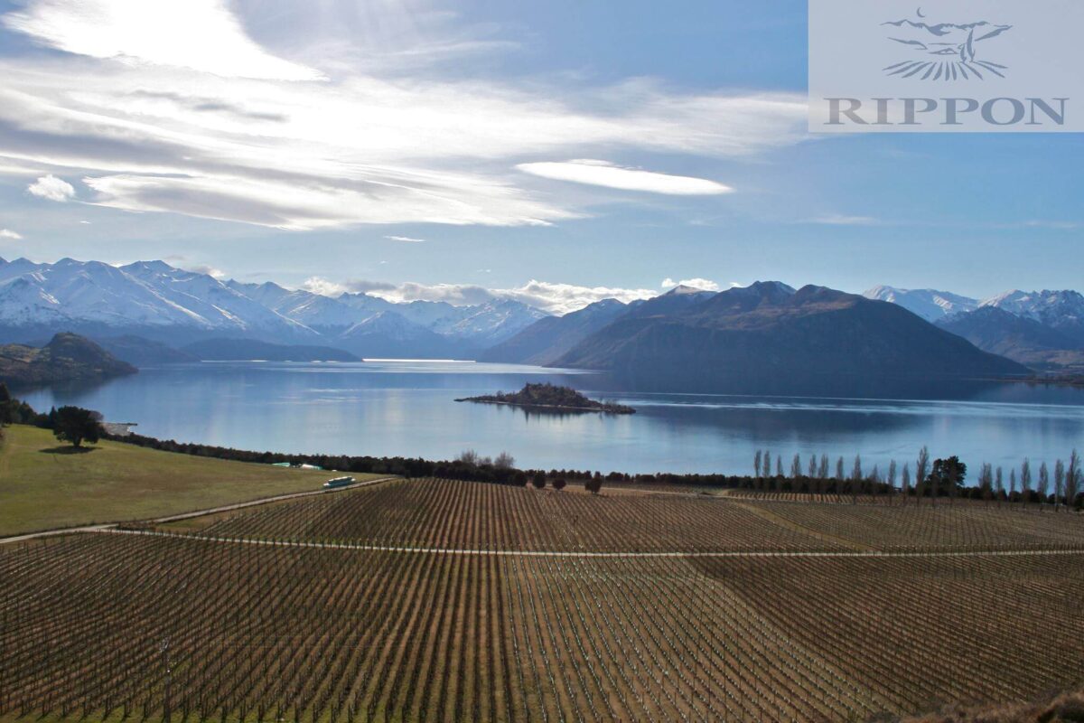 RIPPON Sauvignon Blanc 2020 Dozen (12 Bottles) Central Otago - Image 6