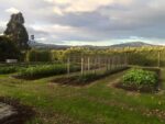 Tarrawarra Estate Chardonnay Museum Release 2018 (6 Bottles) Yarra Valley - Image 5