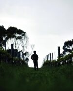 Vasse Felix Classic Dry Rosé 2023/24 (12 Bottles) Margaret River - Image 5