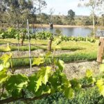 Heggies Vineyard Estate Botrytis Riesling 2024 375ml (12 Bottles) Eden Valley - Image 3