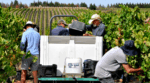 Bannockburn 2021 Riesling (12 Bottles) Geelong, Vic - Image 3