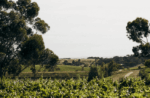 Bannockburn 2021 Riesling (12 Bottles) Geelong, Vic - Image 5