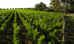 Bannockburn 2021 Riesling (12 Bottles) Geelong, Vic - Image 2