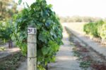 Peel Estate Wines 2013 Old Vine Shiraz (6 Bottles) - Image 5