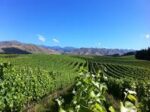 Corofin Settlement Vineyard Pinot Noir 2022 (1 Bottle), Marlborough NZ - Image 3