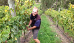 Murdoch Hill Syrah 2021 (6 Bottles), Adelaide Hills - Image 5