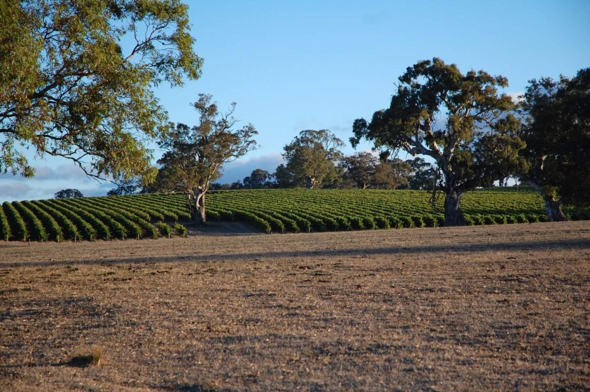 Murdoch Hill Syrah 2021 (6 Bottles), Adelaide Hills - Image 6