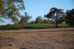 Murdoch Hill Syrah 2021 (6 Bottles), Adelaide Hills - Image 6