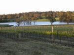 Murdoch Hill Syrah 2021 (6 Bottles), Adelaide Hills - Image 4