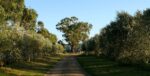 Quealy Wines Tussie Mussie Vineyard Late Harvest Pinot Gris 2021 375ml (6 Bottles) Mornington Peninsula - Image 2