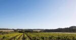 Quealy Wines Tussie Mussie Vineyard Late Harvest Pinot Gris 2021 375ml (6 Bottles) Mornington Peninsula - Image 4