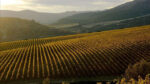 Torres Viña Esmeralda (Moscatel, Gewürztraminer) 2021 (12 Bottles) Penedès, Spain - Image 5
