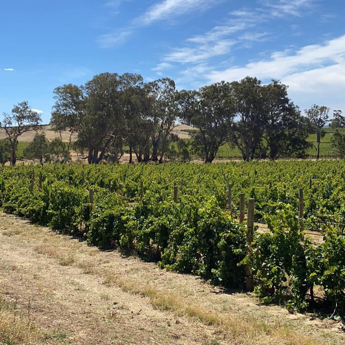 Curator Wine Co. Hamlets Rosé 2022 (12 Bottles) Barossa Valley, SA - Image 2